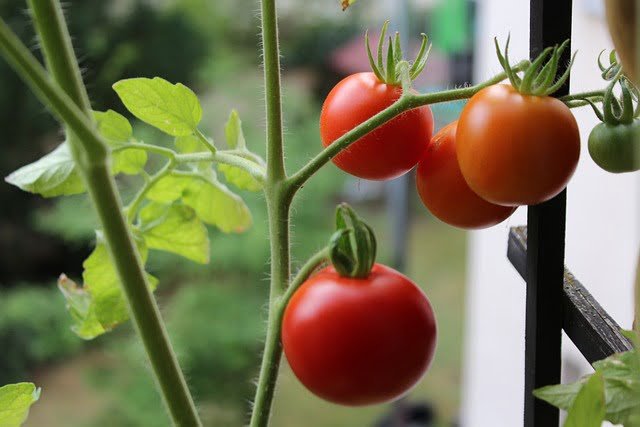 Tomates en el balcon